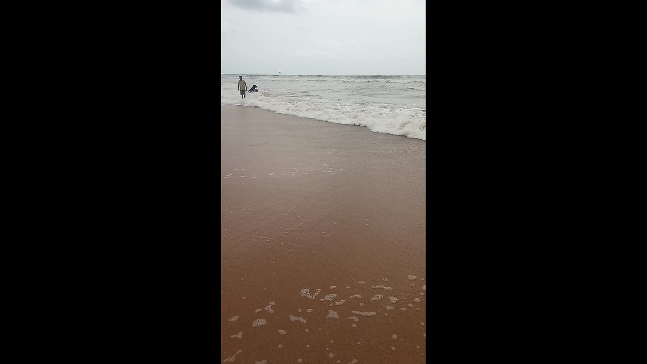 dogs playing in beach