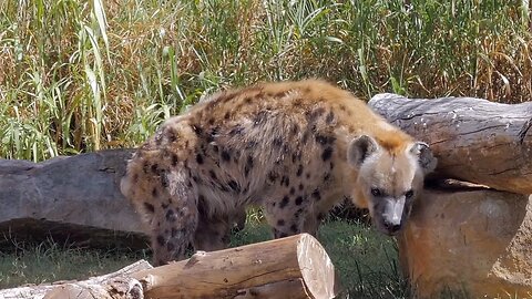 African Painted Dog Struts Its Stuff at Perth Zoo Australia