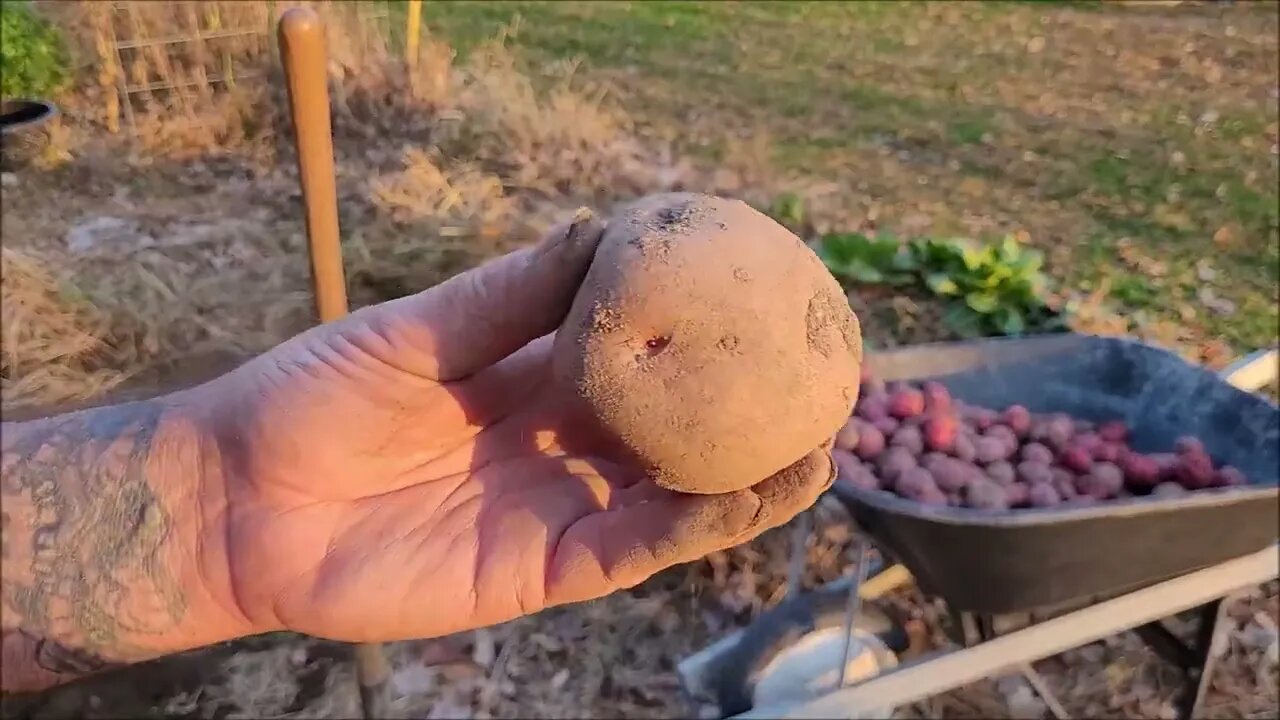 potato 🥔 harvest