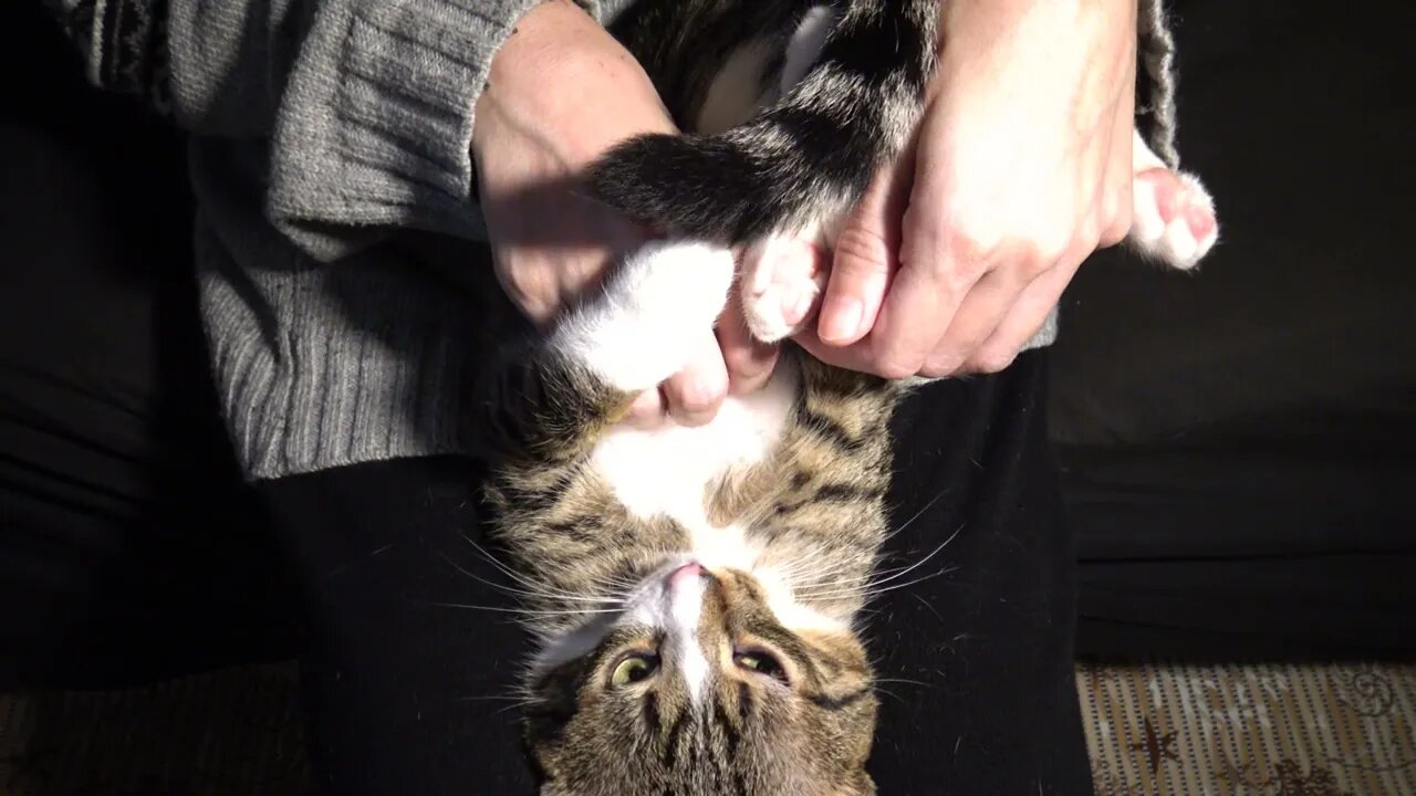 Sweet Purring Cat Gets Nose Boops