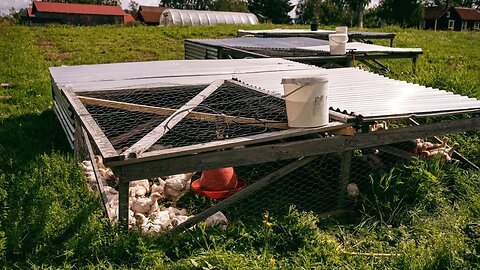 Did You Know This About the Chicken Tractor