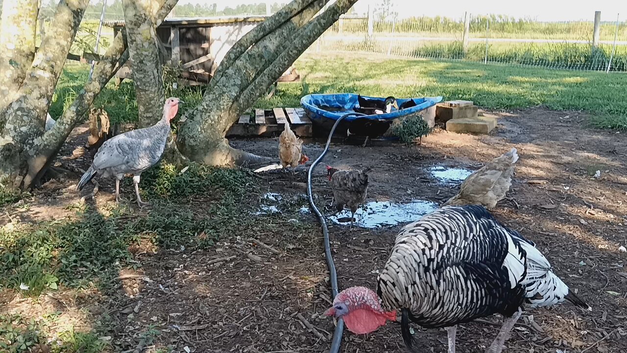 First Day of Fall Turkey Update