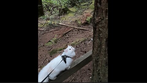 Cat Goes for Nature Walk