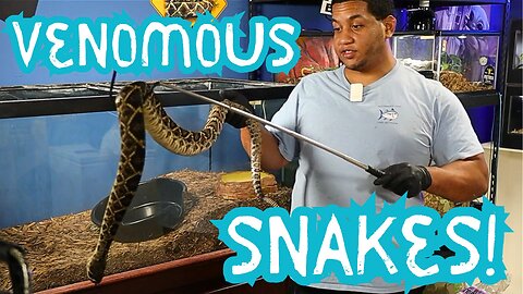 Are You Ready to Meet the BIGGEST Venomous Snakes I Own?