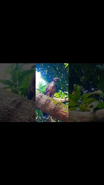 Jacu em cima da árvores