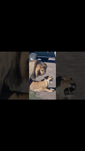 Maasai Mara Sightings Today 28/01/23 (Lions, Leopards, etc) | Zebra Plains | #shorts | #ShortsAfrica