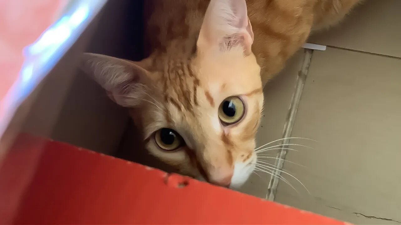 This Is My Box, There Are Many Like It But This One Is Mine