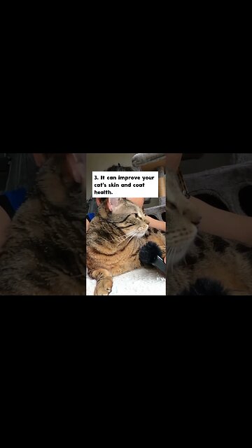 10 reasons I feed THIS type of cat food #shorts