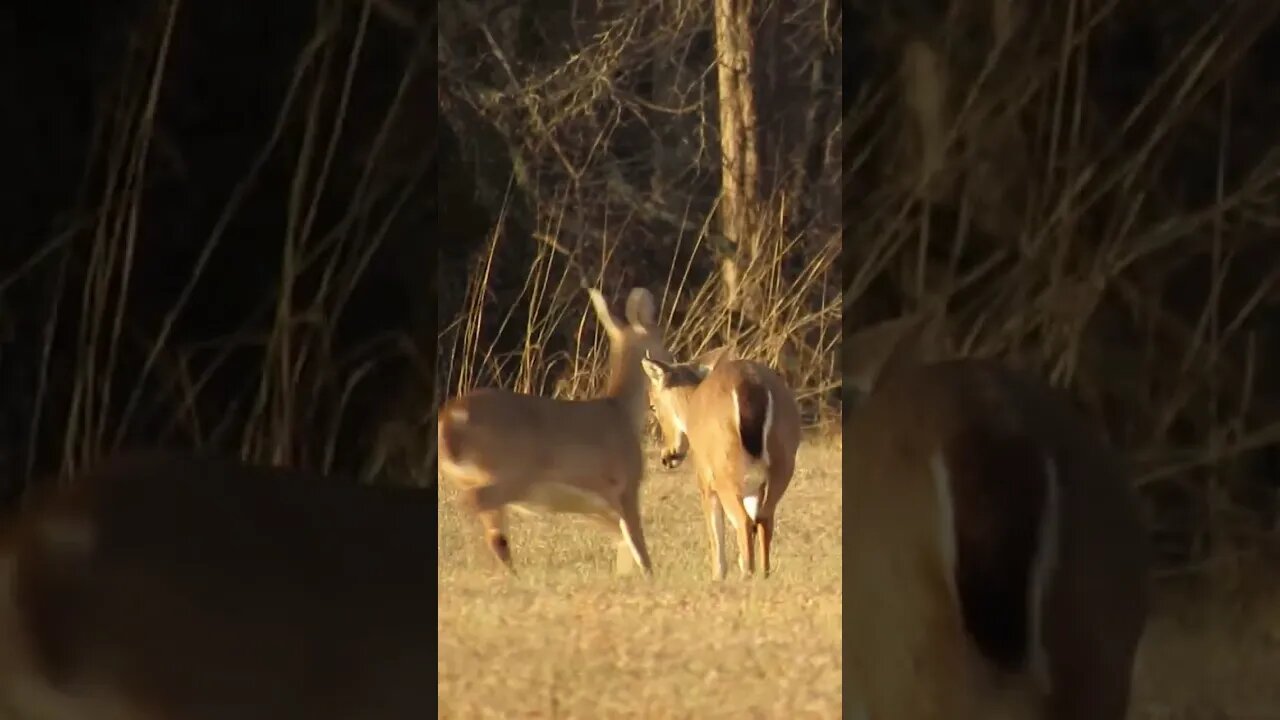 deer at Chickamauga Battlefield