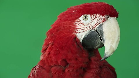 Red Parrot Behaving Naturally in Front of Green