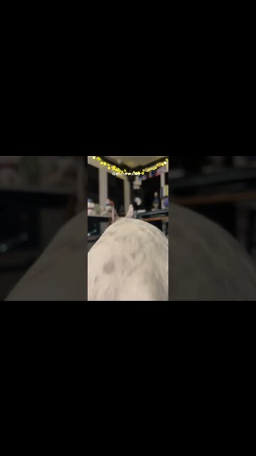 Shakira 🤣😂 #dog