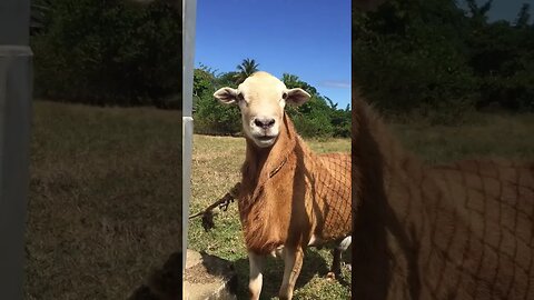 Went to see my boy locked up in sheep prison