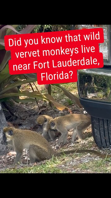 Florida monkeys 😮😮😮