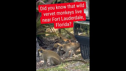 Florida monkeys 😮😮😮