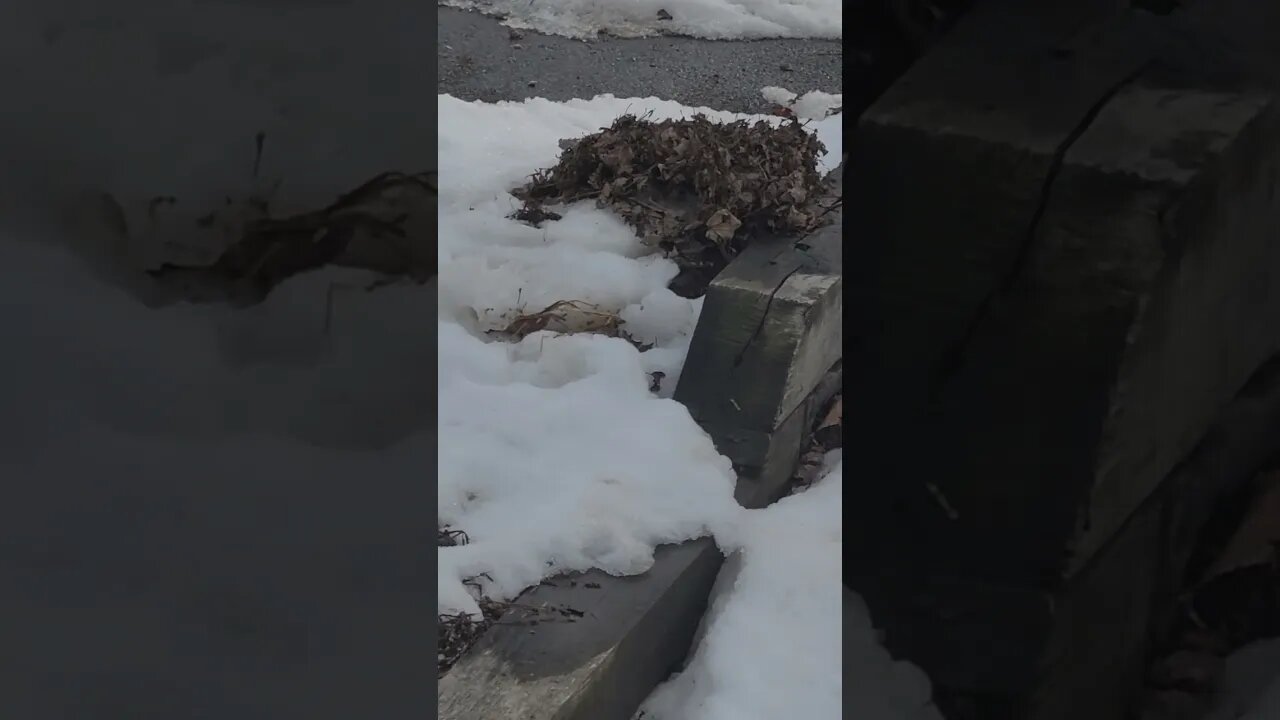 pile o leaves #shorts