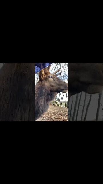 Elk gets disappointed at Tourists for having No Food