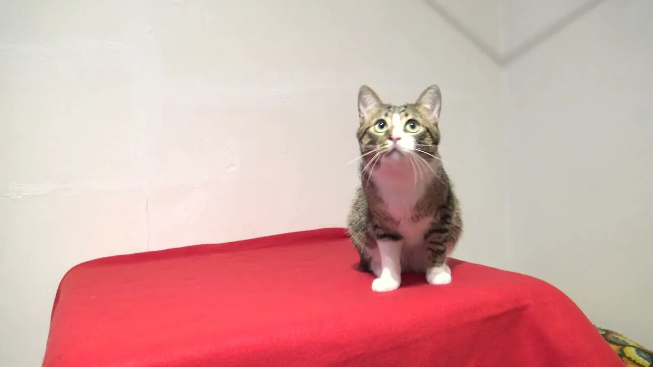 Beautiful Cat Jumps off the Table