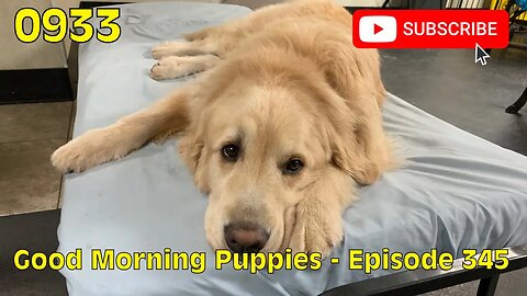 [0933] GOOD MORNING PUPPIES - EPISODE 345 [#dogs #doggos #doggos #puppies #dogdaycare]