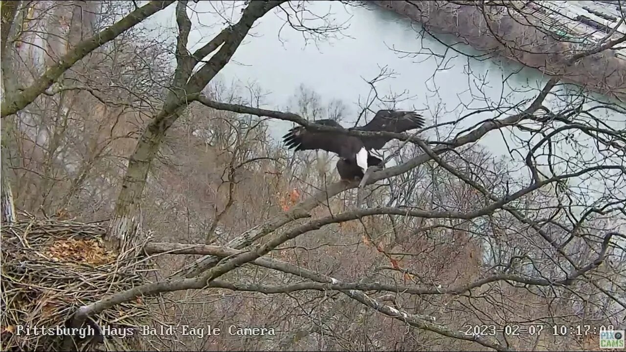 Hays Eagles Mating on Nest Branch as Egg laying gets Closer 2023 02 07 1017AM