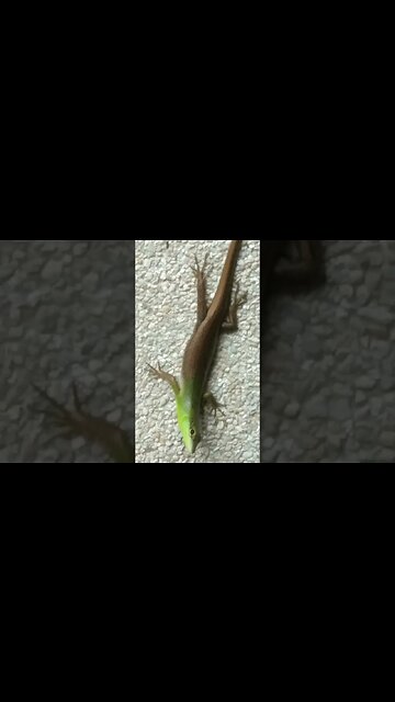 Emerald Green Skink Lizard Tabili in Philippines