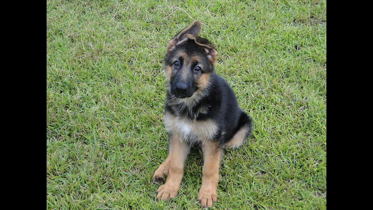 PUPPIES German Shepherd puppies running around in the front yard Rome and Jules pups