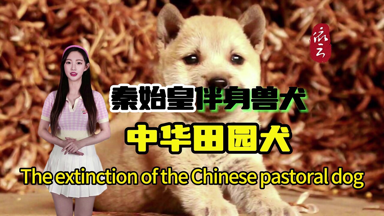 The extinction of the Chinese pastoral dog