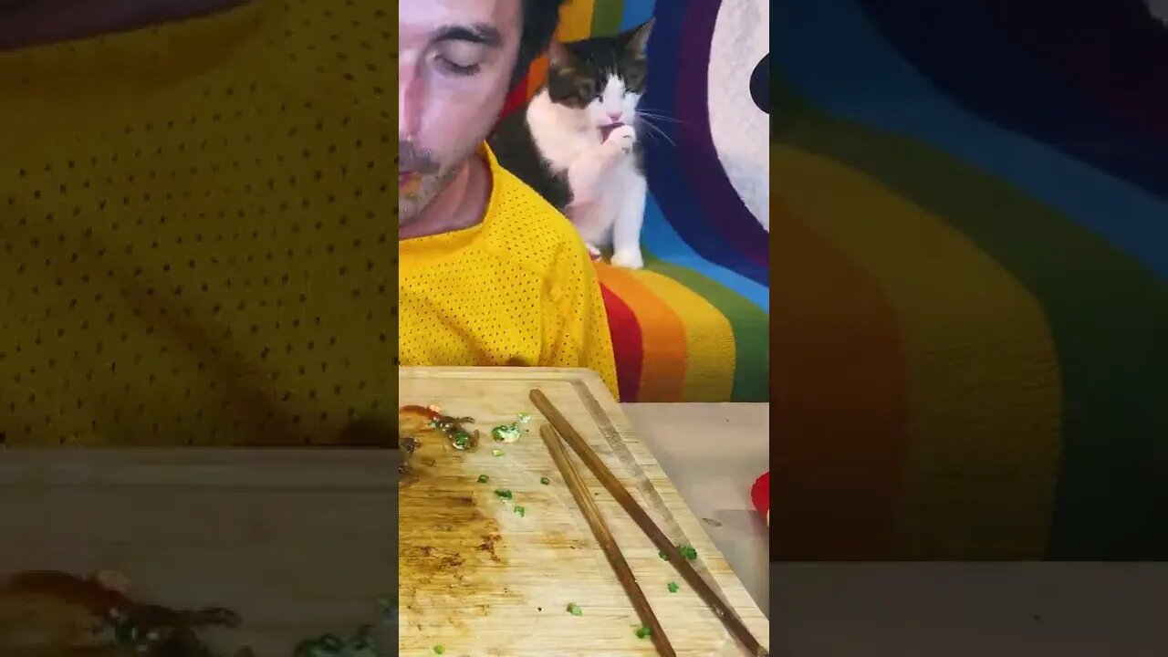 Cute Cat Watching Mukbanger Eat #shorts