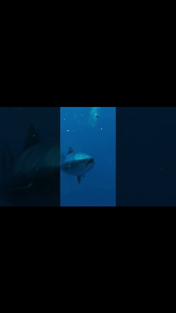 Bluefin Tuna Creeping - Back To The Med #shorts