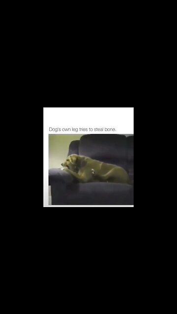 Dog's own leg tries to steal His bone #dog
