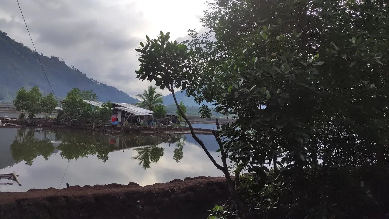 Along the Mangrove Trees | Living in the Philippines | Foreigner Province Life