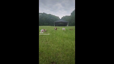 Happy baby calves.