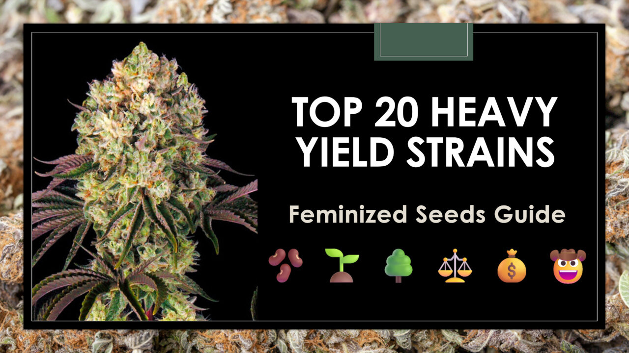 Top 20 Highest Yielding Strains: Seeds Guide