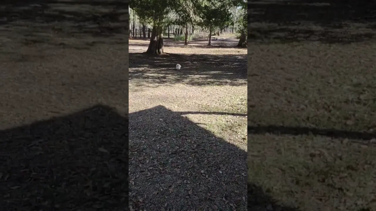 Hold on I'M COMING & I'm SPRINTING!!!#fastdog #dogs