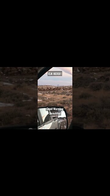 ELK HERD!! Good Mornin' Beautiful! #elk #elkherd #wyoming #shorts #cowelk #beautiful #winterrange