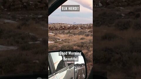 ELK HERD!! Good Mornin' Beautiful! #elk #elkherd #wyoming #shorts #cowelk #beautiful #winterrange