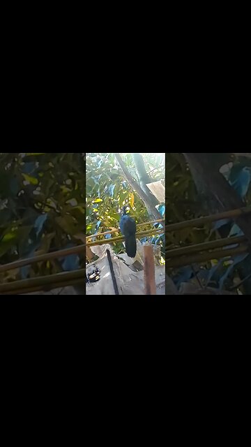 Jacu e seus filhotes em busca de comida