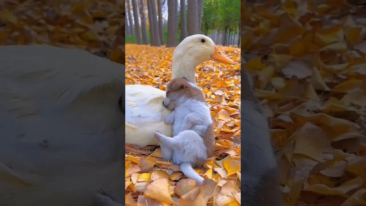 Friendship - puppy and duck . A beautiful moment