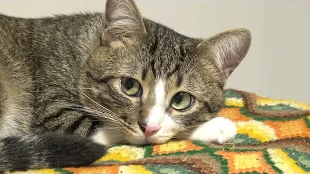 This Kitten Has a Round Fluffy Head