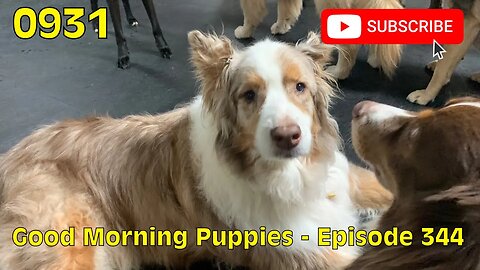 [0931] GOOD MORNING PUPPIES - EPISODE 344 [#dogs #doggos #doggos #puppies #dogdaycare]