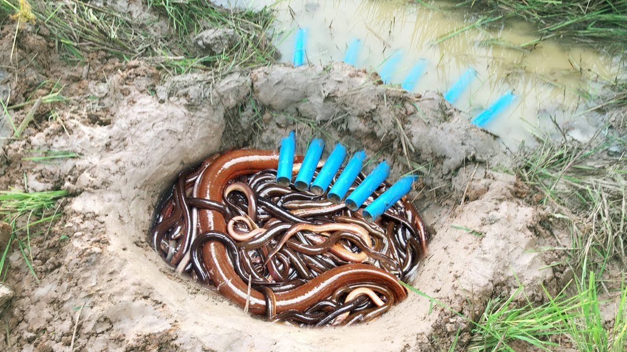 Awesome!! Smart Man Deep Hole Eel Trap Using 6 PVC Pipes And Plastic Basket To Catch A Lot Of Eels