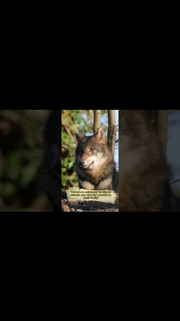 Wolves are so loyal!