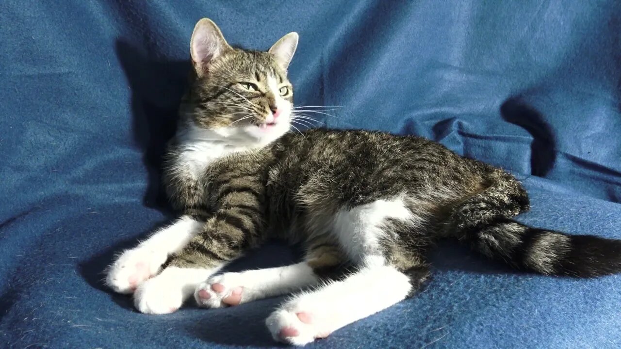 Cat Evening Routine, the Little Bath