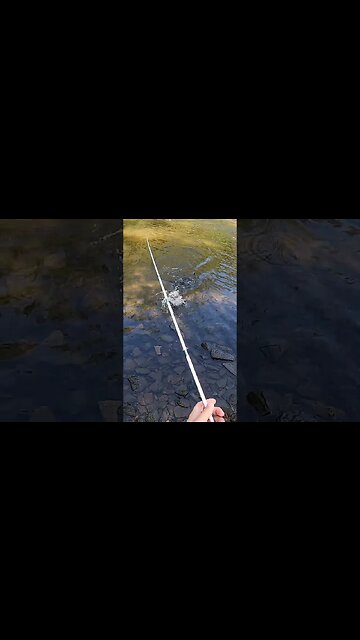 once again the whopper plopper just delivers!