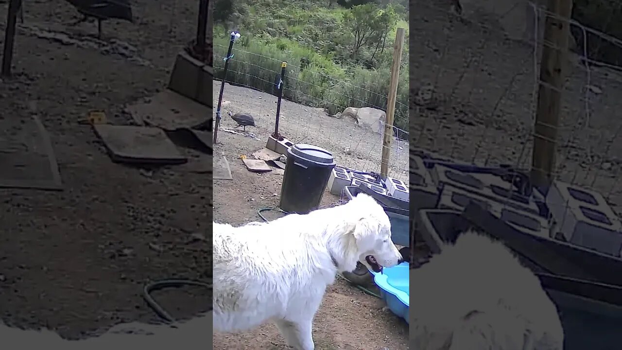 Maremma pup learning to live with birds