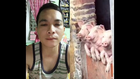 funny animals🐕🐖