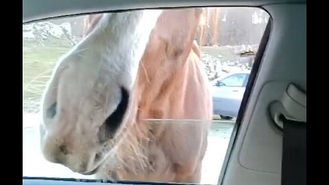 A horse that followed me because he liked me