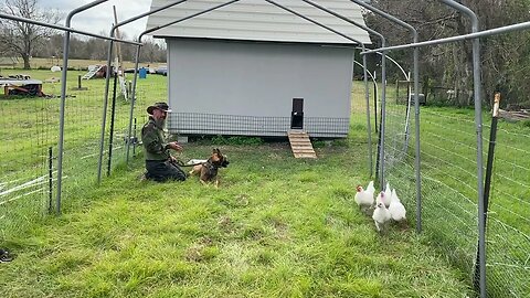 Introducing a trained dog to poultry livestock