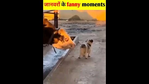 animals funny moments