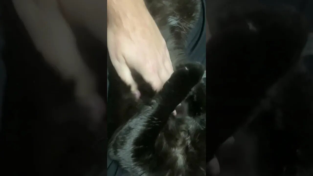 Late night belly rubs with Black Jack