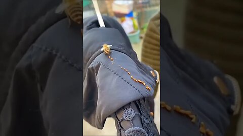 Bee pooping on my jacket #zoobox #nonsense #beekeeperuniversity #bees #poop #backedup #reddit